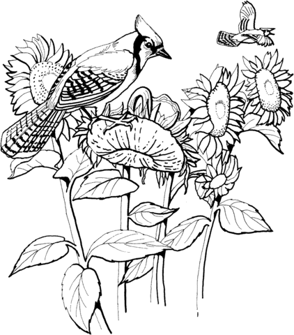 Blue Jay And Sunflowers  Coloring Page